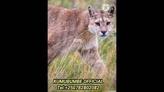 🛑Look this brutal attack of Puma vs Guanaco africonwildline [upl. by Eldora49]