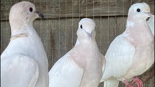 Canto de tórtola turca para estimular el apareamiento con tórtola blanca [upl. by Ylyl]