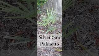 Silver Saw Palmetto or Serenoa Repens [upl. by Narot]