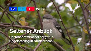 Seltener Anblick Gartenspottdrossel sorgt für Begeisterung in Niederkassel  RTL WEST 01102024 [upl. by Audres]