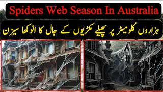 Spiders Web Season In Australia  Spider Web  Facts About Spider Season In Australia [upl. by Acinad]