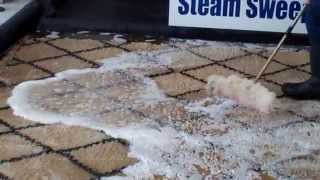 Removing Pet Urine from Area Rugs [upl. by Currier]