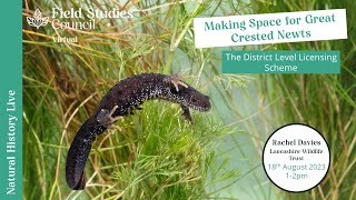 Making Space for Great Crested Newts the District Level Licensing Scheme [upl. by Ariait]