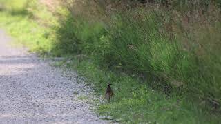 A pair of Northern Bobwhite [upl. by Storm]