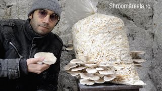 Cultivarea ciupercilor pleurotus pe saci cu paie pasteurizate  Shroomareala ep 9 [upl. by Eniowtna]