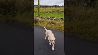 A dreich quick walk in the countryside  Benjis new home 🏡 🐾 [upl. by Gearard]