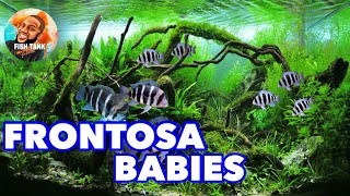 Breeding Frontosa Cichlids [upl. by Ahsinnod]