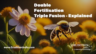 What happens after pollination Double Fertilisation  Triple Fusion Explained [upl. by Sakul994]