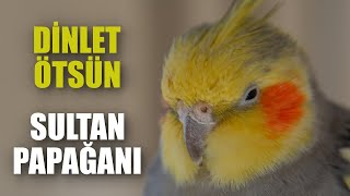 DİNLET ÖTSÜN Sultan Papağanı Sesi Ötüşü [upl. by Annabella2]