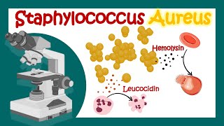 Staphylococcus Aureus  Pathology  Microbiology  What is the best treatment for Staph aureus [upl. by Nimzay]