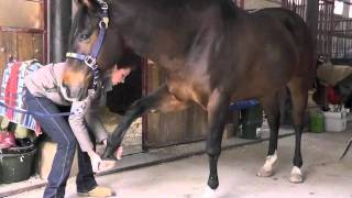 Horse Massage Cranio Sacral and Bodywork Services by Top Health Equine Partners [upl. by Norford]