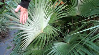 Trachycarpus princeps Palms amp wagnerianus X princeps update [upl. by Omissam]