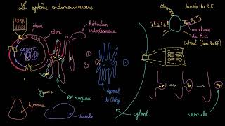 Le système endomembranaire [upl. by Axel558]