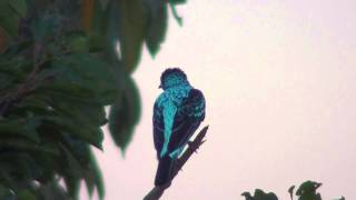 Spangled Cotinga [upl. by Salsbury]