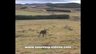 guide to ferreting lurchers longnets and action [upl. by Etteloiv]