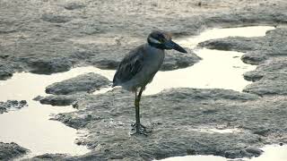 YellowCrowned Night Heron Nyctanassa violacea cayennensis immature French Guiana [upl. by Siram806]