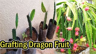 How To Graft 2 or 3 Kind Of Dragon Fruit On One Root [upl. by Ymmaj]