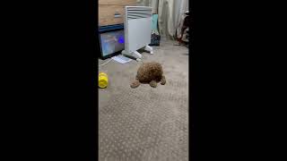 Cavoodle Puppy Goes CRAZY Over Barrel O Monkeys shorts cuteanimals [upl. by Anastasie]