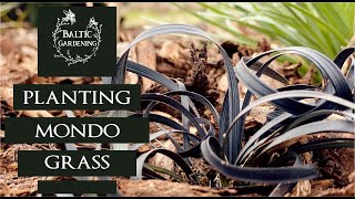 Planting black Mondo grass Planting Ophiopogon planiscapus Niger garden video Baltic Gardening [upl. by Adniralc]