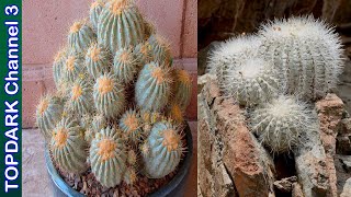 10 Hermosas variedades de Copiapoa [upl. by Naot975]