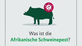 Erklärfilm  Afrikanische Schweinepest [upl. by Aceber]