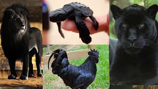 30 Rarest Completely Black Animals in the world  Melanistic Animals  Black Animals Actually Exist [upl. by Liz35]