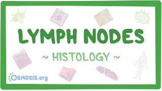 Lymph Nodes Histology [upl. by Aetnuahs493]