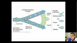 Hybrid Zones amp Speciation [upl. by Aserret905]