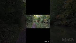 Basingstoke Canal reels love reelsshorts viralreels viralvideos trending sarvajitnm feed uk [upl. by Towill]