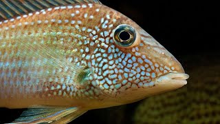 Geophasus cichlid tank [upl. by Mathia]