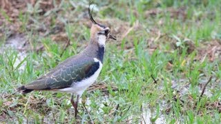 Northern Lapwing Peewit Green Plover [upl. by Faludi496]