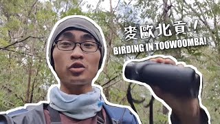 從零開始  亂認一通  在Toowoomba賞鳥一整天 ｜海苔山姆 Sam Lin [upl. by Coulombe516]