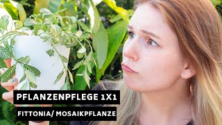 Pflanzenpflege 1x1 Fittonia Mosaikpflanze Nerve Plant  Pflege Standort Überwinterung und mehr [upl. by Dnalyk]