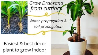 How to propagate Dracaena100 successful and easyWater amp soil rooting of Lemon Lime amp Massangeana [upl. by Irdua]