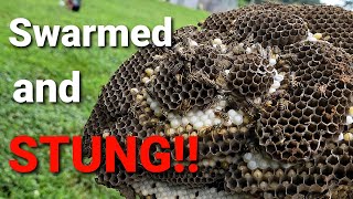 CRAZY Yellow Jacket Ground Nest  Swarmed and STUNG  Wasp Nest Removal [upl. by Annua]