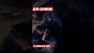 Kurt hırlaması Wolf Growling alfakurt wolf kurtlarvadisi animals wolfpacks [upl. by Iuq]