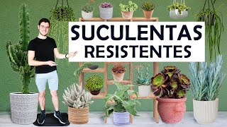 TOP 8 plantas suculentas para principiantes [upl. by Josee805]