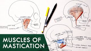 Muscles of Mastication  Anatomy Tutorial [upl. by Aivuy203]