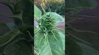 Early Labour Day morning amp this unpopped sunflower is literally turned to face the newly rising sun [upl. by Ehman]