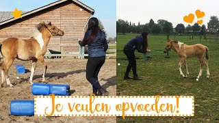 10 TIPS OPVOEDING VAN JE VEULEN  Veulen Academy [upl. by Olivero]