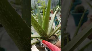 Boost Aloe Vera Growth with This Cutting Method 🌿shorts aloevera care [upl. by Enutrof]