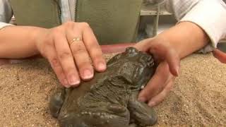 Colorado River Toad Facts [upl. by Belinda]