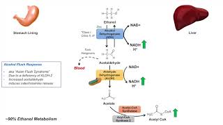 Ethanol Absorption and Metabolism  Alcohol Metabolism Pathway [upl. by Catharine]