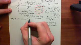 Ionotropic Glutamate Receptors Part 3 [upl. by Ylrebmek]