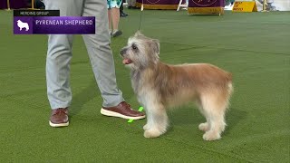 Pyrenean Shepherds  Breed Judging 2023 [upl. by Whale150]