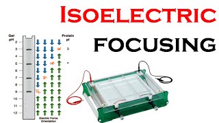 Isoelectric focusing in 2d gel electrophoresis [upl. by Ahseek]