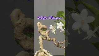 Beautiful Bonsai Tree with White Flowers [upl. by Ilegna79]