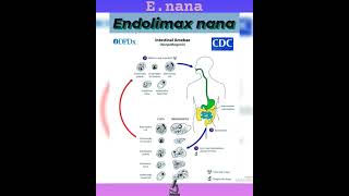 Endolimax nanaSmall nonpathogenic amoebaProtozoan👍Parasitology👍🔬✅ [upl. by Middle]