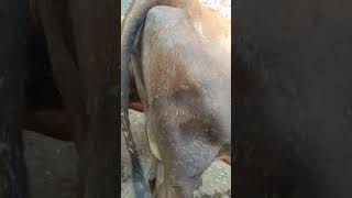 Jarsi cow whitebhilawaoriginalavailable animals farming [upl. by Enila]