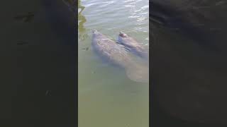 Manatee and baby music love art youtube manatee sea sealife [upl. by Battista]